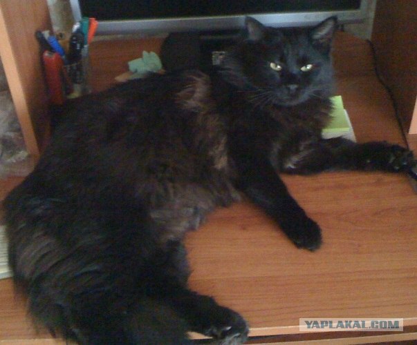 Котовторник  12. 06. 2012