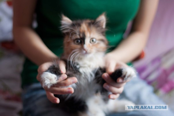 Котовторник 10. 07. 2012