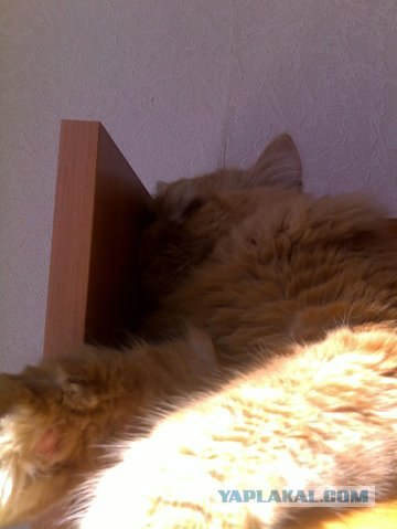 Котовторник 24.07.2012
