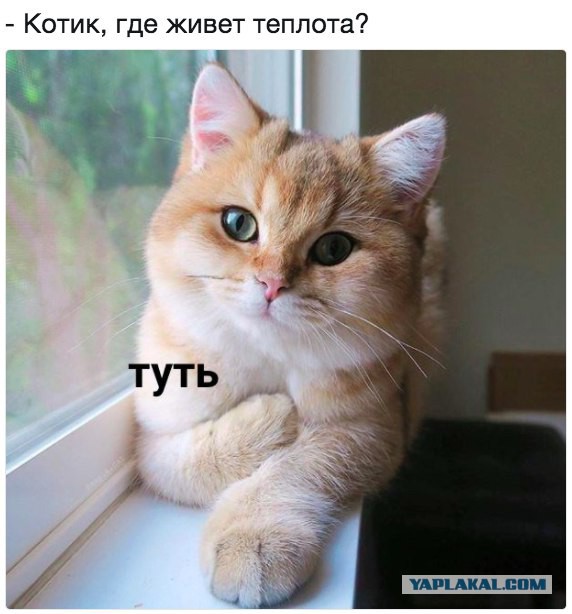 О человеческой доброте и человеческой жестокости. (Про кошек)