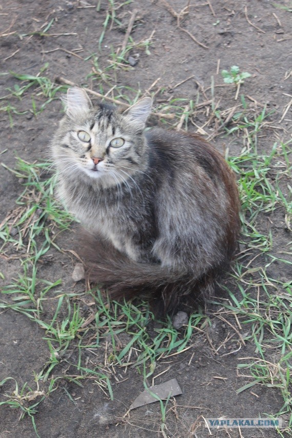 Жизнь домашнего приюта "Котоленд" 235