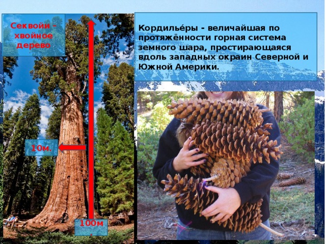 Лента картинок