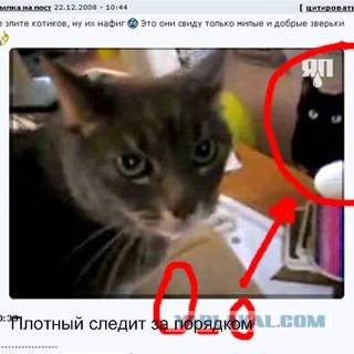 Котофеич почуял неладное...