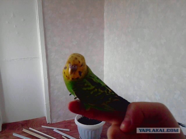 Купание попугая