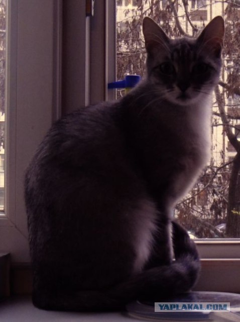 Большой маленького спас