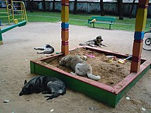 Неадекватный собаковод
