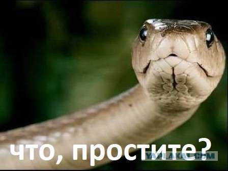 Тиктокерша бросалась под автомобили для съемки видео
