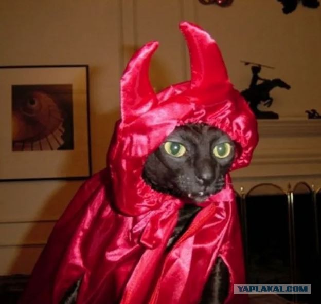 Котэ возмущён