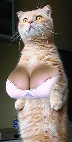 Котовторник