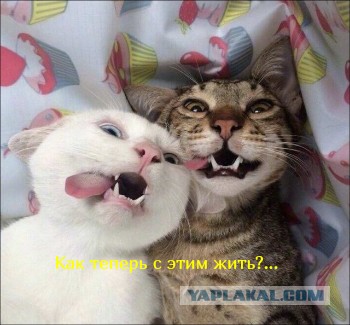 «В силу сложившихся обстоятельств»: группа «Little Big» распустила коллектив