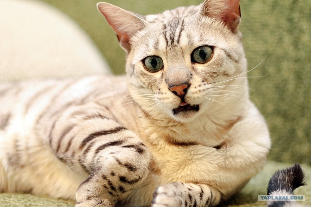 Кот рецензии. Кот рецензии