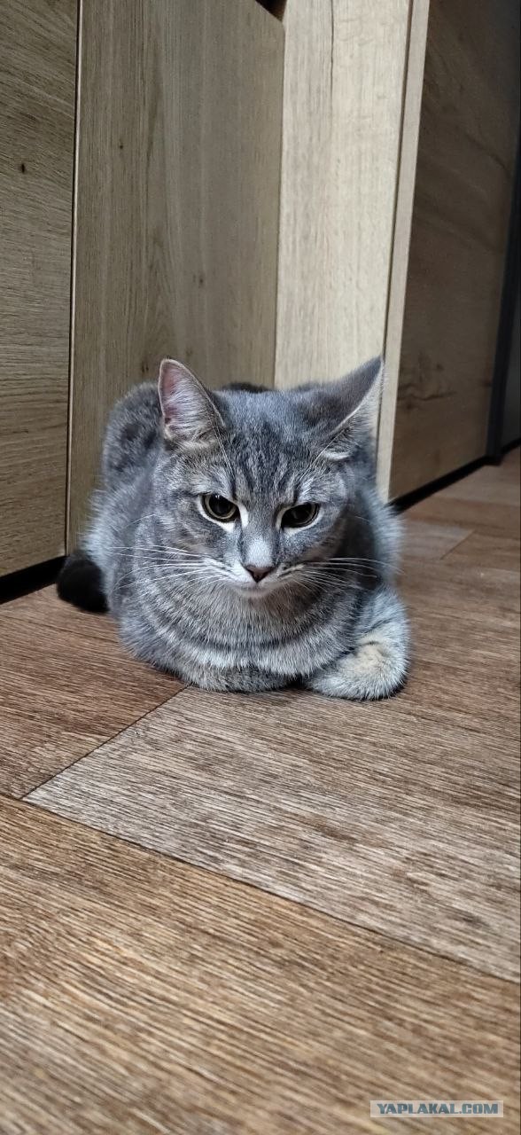 Котовторник! 16+ Коллеги-рабы, отмечаемся, у кого хозяину много лет!