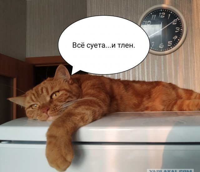 «Одинокая женщина желает познакомиться»: тупиковая ветвь неправдоподобного сюжета