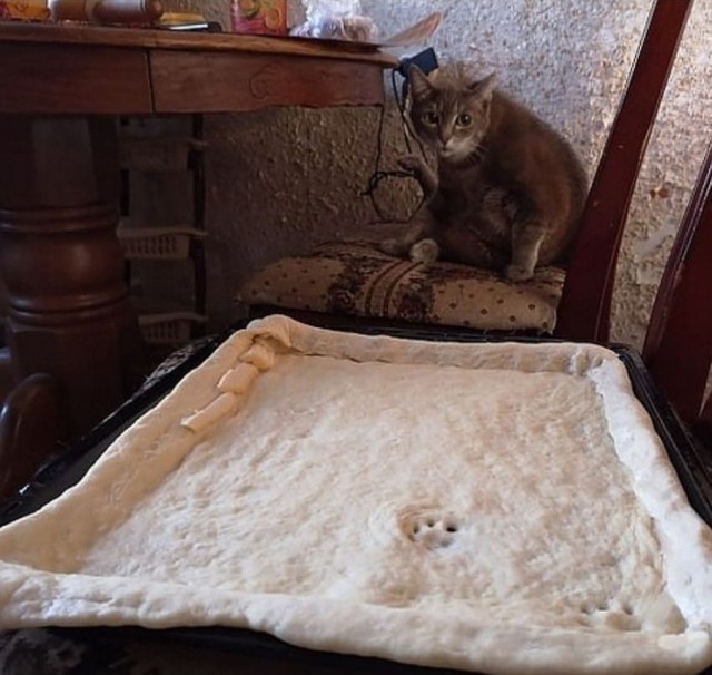 Коты деревенской породы