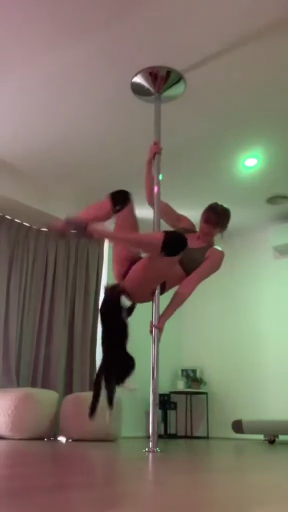 Котик поприветствовал киску