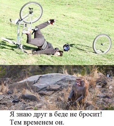 Веселое настроение в картинках