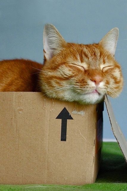 Котокоробковое