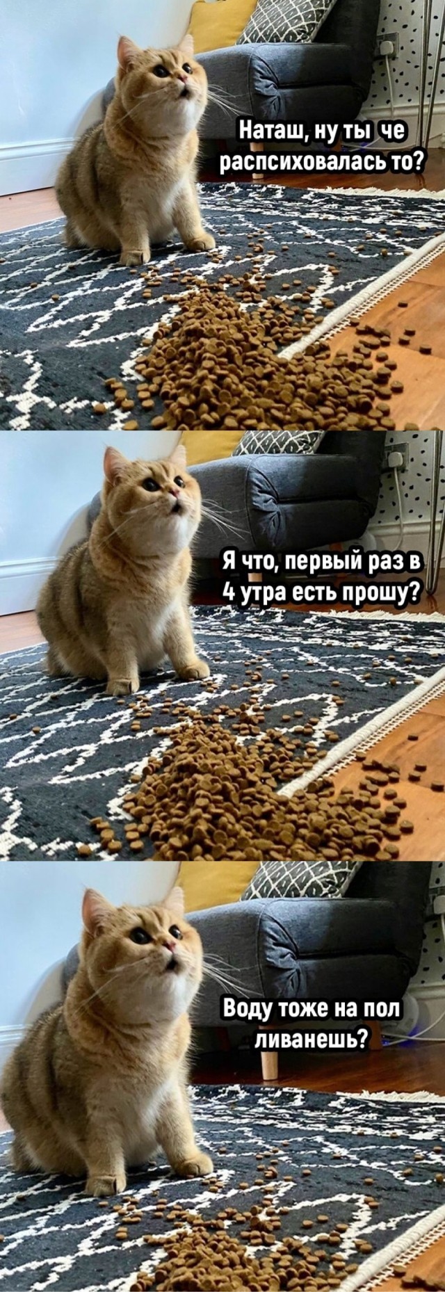К котовторнику: подборка картинок-баянов с котиками и про котиков. Выпуск 40.