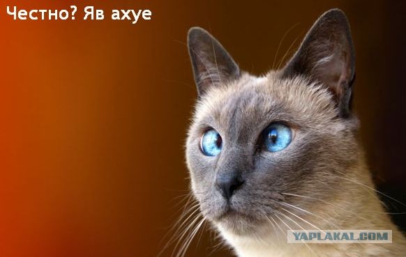 Не обманывай котэ