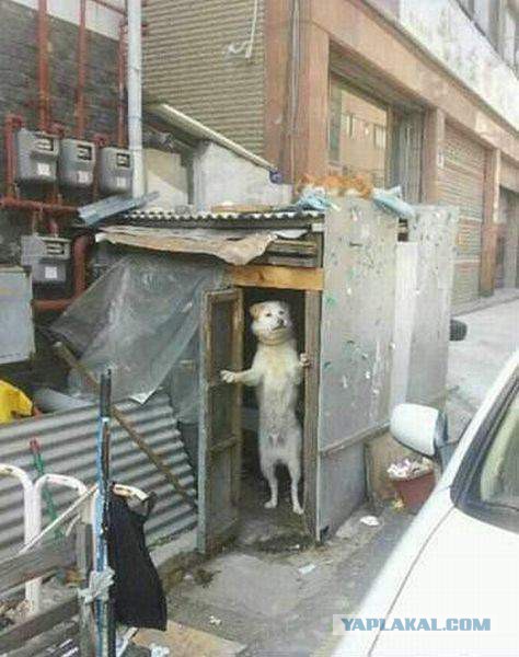 Весёлые картинки. Разбавим будни