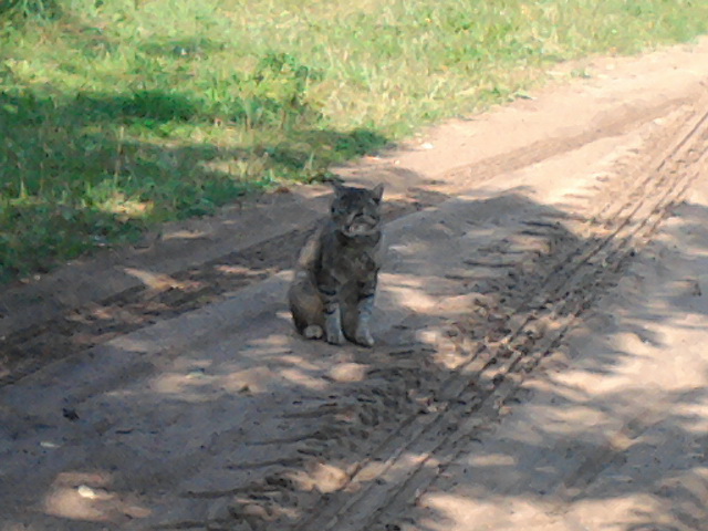 Котовторник 18.03.2014
