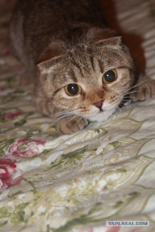 Котовторник 10.06.2014