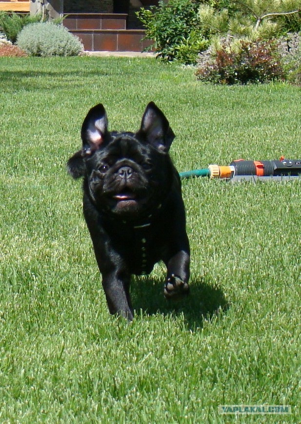 Все собаки попадают в рай!