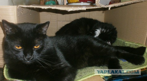 Котовторник 02.09.2014