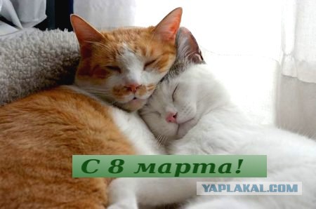 С международным вас женским днём.....
