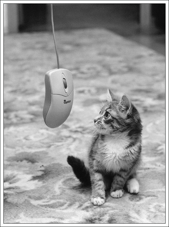 Коты, кошки, котята
