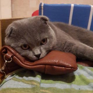 Котовторник 01.12.2015