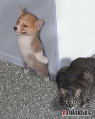 Коты, кошки, котята