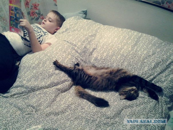Котовторник