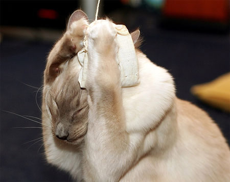 Коты, кошки, котята