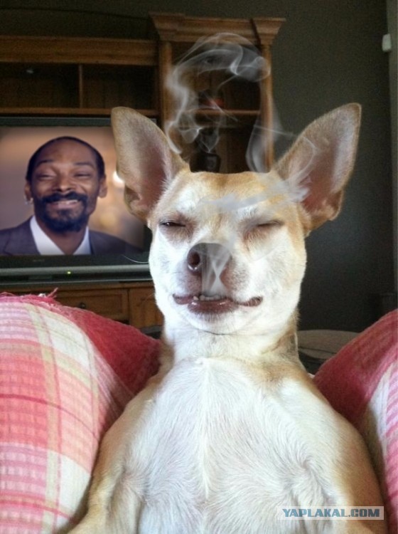 Купил чехол для пива. Собаке он пришелся по размеру...