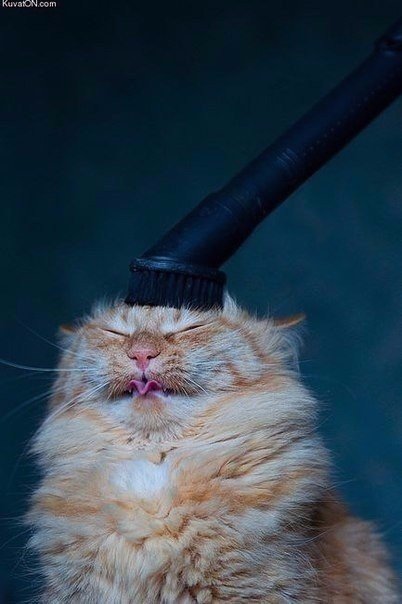 Прикольные животные
