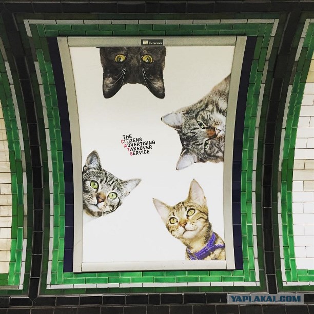 Британцы выкупили рекламу в метро: теперь подземку украшают одни кошки