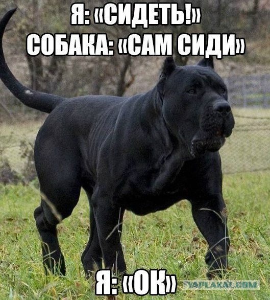 Порция бреда и абсурда к пятнице