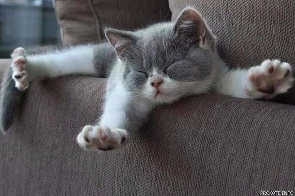 Коты из сети