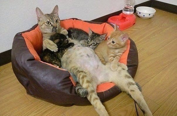 Коты и Кошки