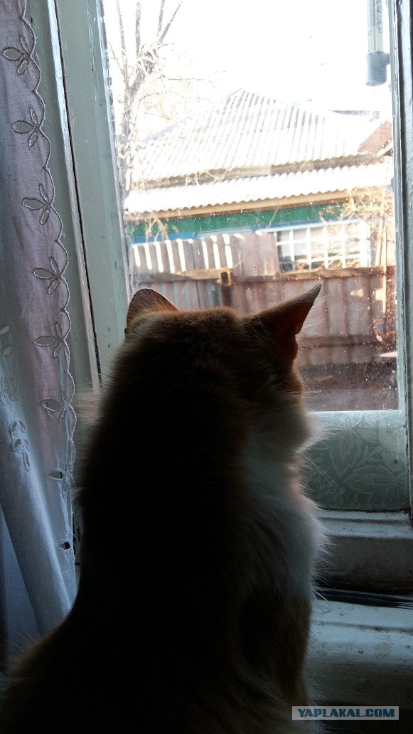 Котовторник 18.04.2017