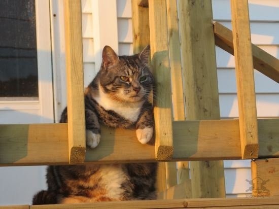 Коты и Кошки