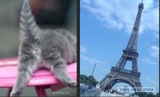 Коты парижа