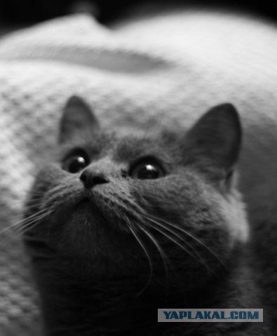 Котовторник на 1-е июня