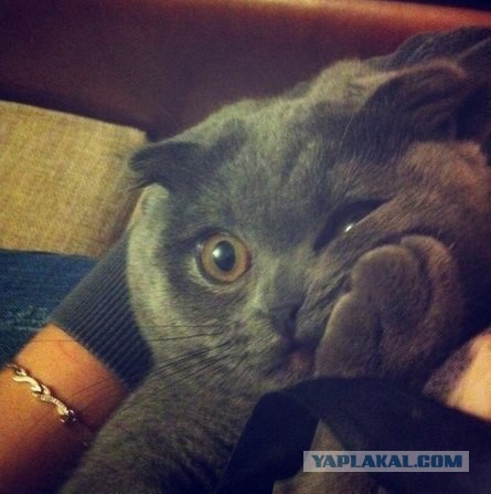 Год без авто. Мое мнение