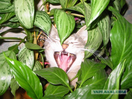 Котовторник, для любителей кошек