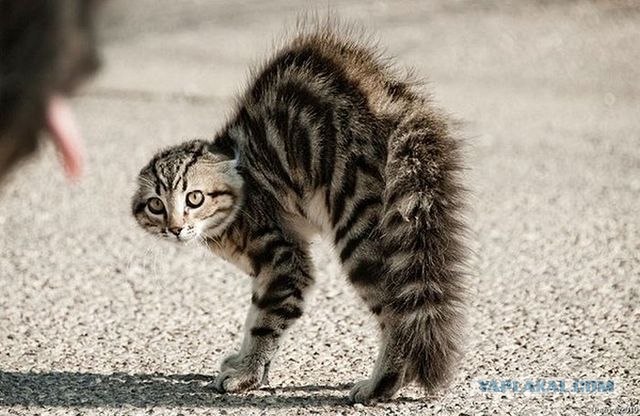 Котовторник: Кошки и ягнёнок