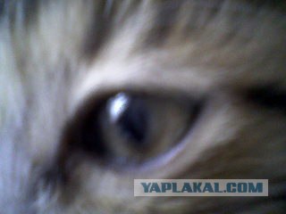Котовторник 13.12.11 - магическе числа