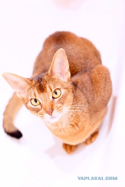 Котовторник (10.01.2012)