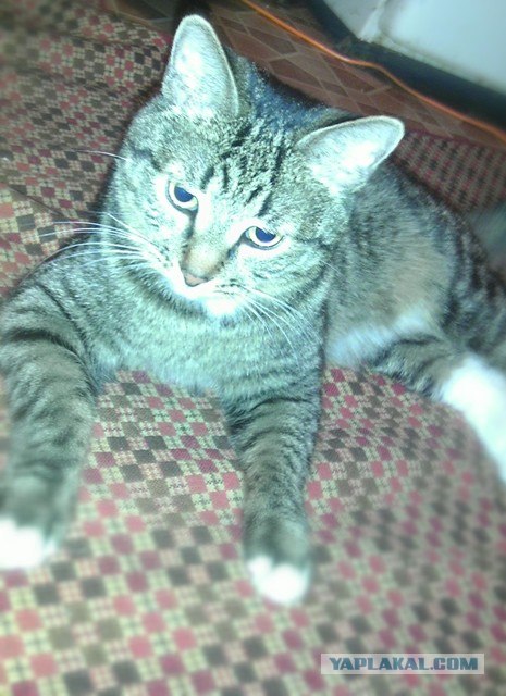 Котовторник 20.03.2012